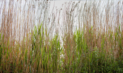 Obraz premium Reeds on the shore of the lake
