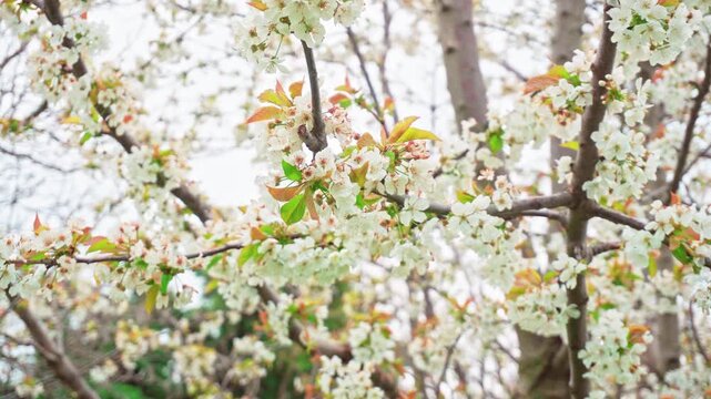 blooming cherry tree
