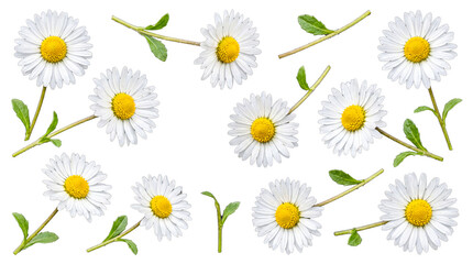 Fototapeta premium Assortment of vibrant white daisy flowers and green foliage, ideal for various spring and nature-themed design projects.