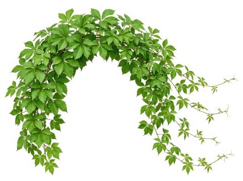 Arch of green leaves from a climbing ivy plant with lush foliage hanging down in a natural shape for garden and nature design isolated on white background