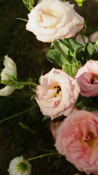 Vertical video. Overhead view of bouquet with white and pink roses in natural sunlight.