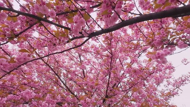 Beautiful cherry blossoms bloom in spring. Pink flowers sway gently in the wind. Bright floral branches look perfect against the blue sky. Natural fresh background creates peaceful seasonal atmosphere