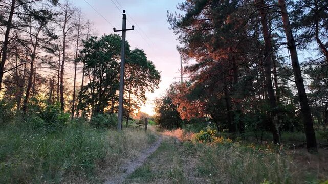 A beautiful bright sunset shines through the trees in a summer pine forest, casting warm sun rays and lens flares on the grassy path. High quality 4K video, 24 fps with cinematic motion blur.