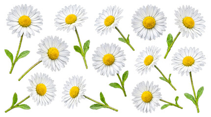 Fototapeta premium Set of fresh white daisy flowers with green stems and leaves, ready for creative floral arrangements on a transparent.