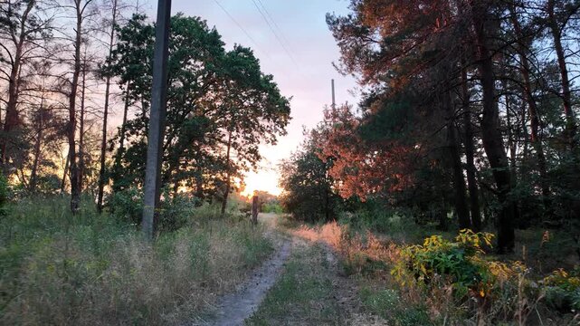 A beautiful bright sunset shines through the trees in a summer pine forest, casting warm sun rays and lens flares on the grassy path. High quality 4K video, 24 fps with cinematic motion blur.