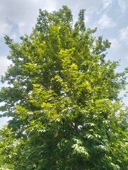 Fototapeta premium Majestic Green Maple Tree with Lush Foliage Under Blue Sky and Soft Clouds in Summer Nature Landscape, Fresh Leaves, Outdoor Scenic View