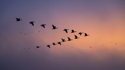 Fototapeta premium Geese V-Formation Silhouette at Dusk