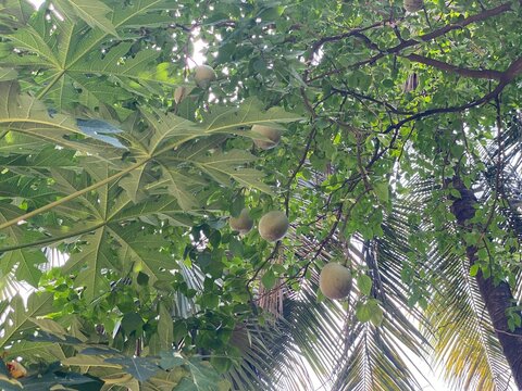 Tropical Wood Apple Fruits Hanging on Tree with Lush Green Foliage View