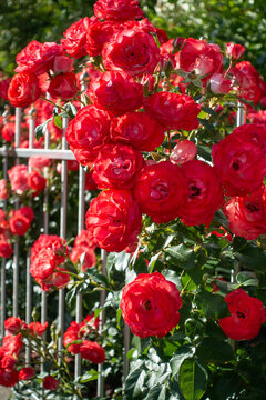 rote Rosen