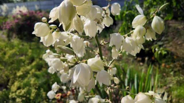 Beautiful white yucca flowers blooming in a bright summer garden under a clear blue sky. High quality 4K video, 24 fps with motion blur for a cinematic, realistic, and vibrant look.