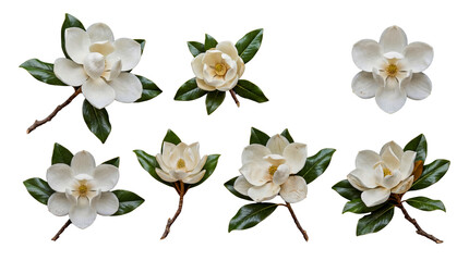 Diverse collection of blossoming magnolia flowers, some with buds, green leaves. © Kayleigh