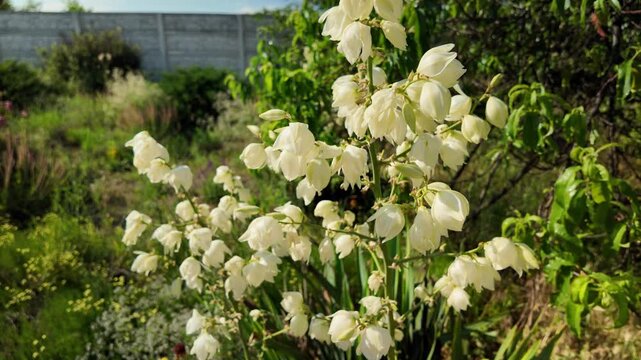 Beautiful white yucca flowers blooming in a bright summer garden under a clear blue sky. High quality 4K video, 24 fps with motion blur for a cinematic, realistic, and vibrant look.