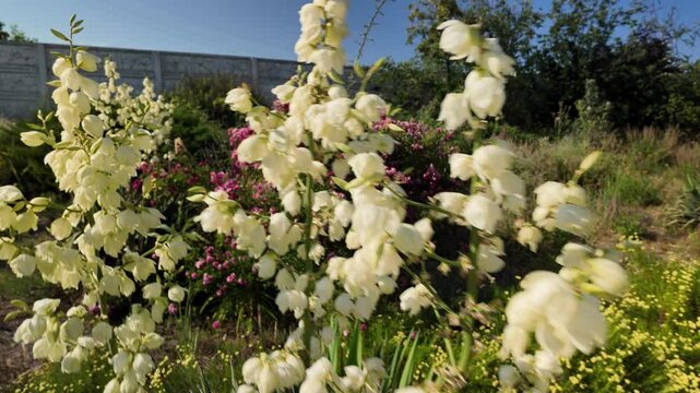 Beautiful white yucca flowers blooming in a bright summer garden under a clear blue sky. High quality 4K video, 24 fps with motion blur for a cinematic, realistic, and vibrant look.