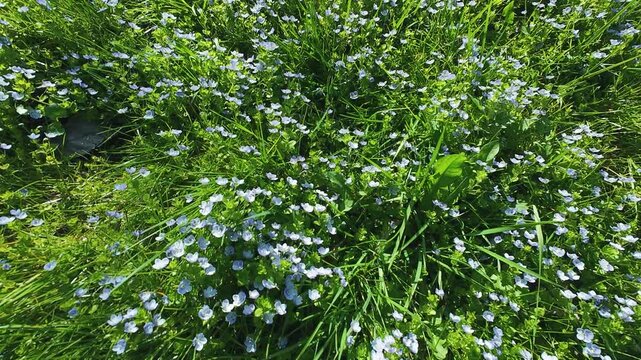 Beautiful small blue veronica filiformis flowers bloom in the green spring field. Low angle close up view of slender speedwell blossoms swaying in the gentle wind. Bright sunlight illuminates meadow.