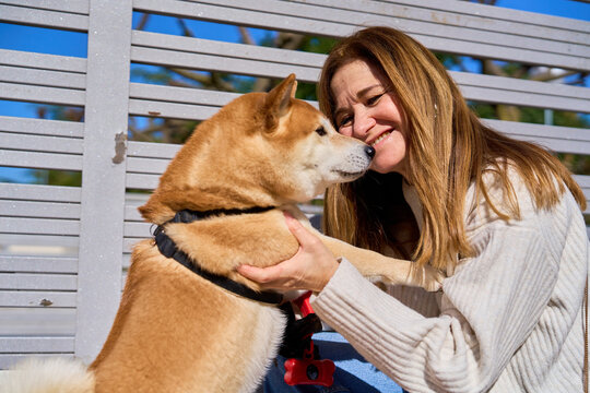 Mature woman bonding with shiba inu dog