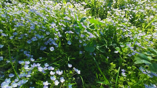 Beautiful small blue veronica filiformis flowers bloom in the green spring field. Low angle close up view of slender speedwell blossoms swaying in the gentle wind. Bright sunlight illuminates meadow.