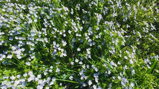 Lush patch of creeping speedwell wildflowers blankets the green field in spring. Light blue veronica filiformis blossoms sway gently under the bright natural sunlight. Dense carpet of tiny groundcover