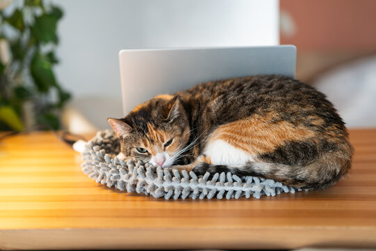 Relaxed cat find cozy place for sleep on table near open laptop. Fluffy calico feline rest on desk snuggling up to warm computer. Cute kitty enjoying comfort and safety indoors rest on soft cat bed.