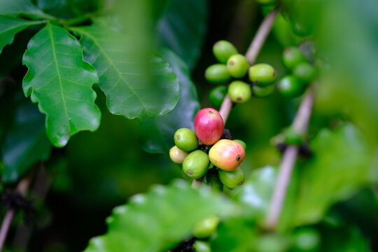Fresh coffee cherries ripening naturally on healthy branches in a tropical plantation. Perfect for sustainable agriculture, specialty coffee, ESG reporting, carbon credit projects, biodiversity conser
