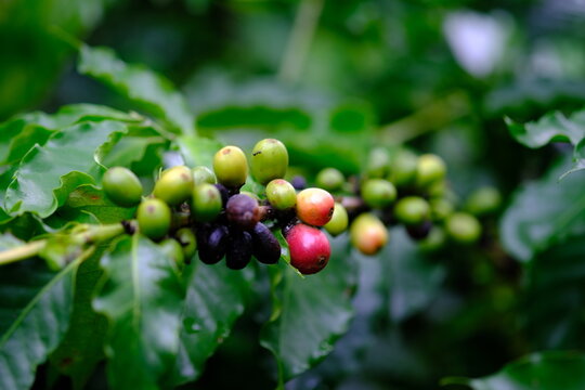 Coffee plantation landscape highlighting sustainable coffee production, environmental conservation, climate strategy and renewable agriculture for modern corporate storytelling.