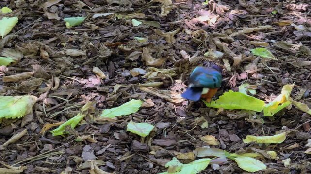 Superb Starling Foraging Calmly Through Colorful Forest Leaf Litter