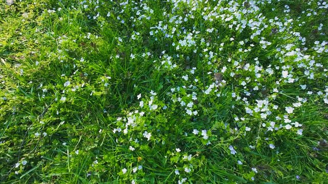 Small white veronica flowers bloom in green grass in spring. Beautiful nature background showcases low growing field blossoms swaying in light breeze. Dense groundcover plants create carpet.