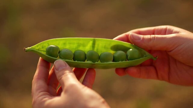 Farmer hands holding an open fresh green pea pod with organic seeds during golden hour