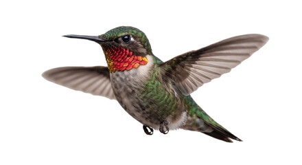 Fototapeta premium Ruby throated hummingbird flying with wings spread wide