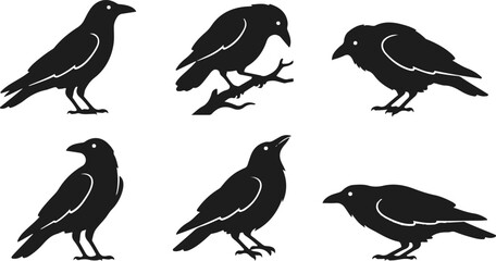 Fototapeta premium Collection of six black silhouette crow graphics with white highlights on clean white background