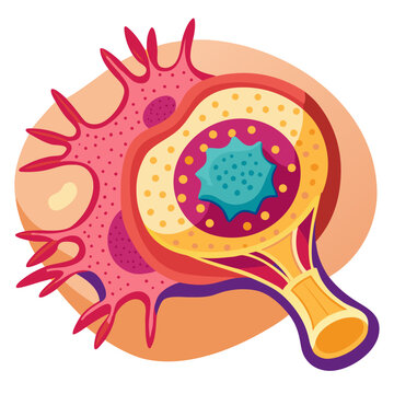Kidney Nephron Anatomy Filtration Unit Illustration
