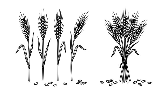 Wheat Illustration Set with Detailed Ears and Scattered Grain Seeds in Simple Black Linework on White Background