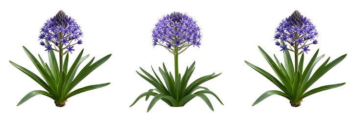 Fototapeta premium isolated set of the Scilla peruviana on withe background PNG photo high resolution''
