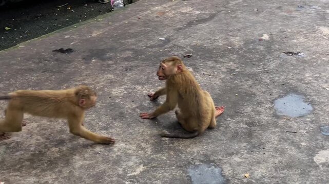 Two young pig-tailed macaques (Macaca leonina) play or fight with each other at Phuket City View Point Public Park in Phuket, Thailand.