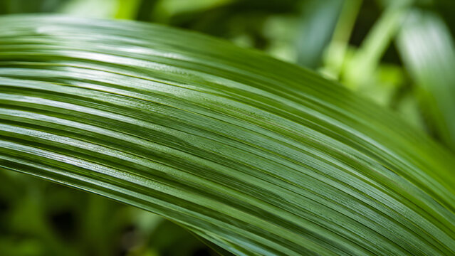 Close up of a vibrant green screwpine leaf with parallel veins