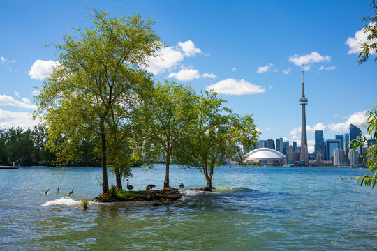 Flock of Geese and the City of Toronto