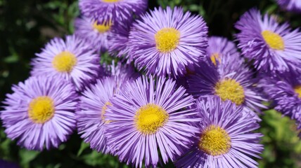 Obraz premium Close-Up Of Purple Aster Flowers With Yellow Centers In Sunny Garden 