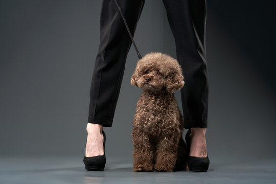 A toy poodle stands between the legs of a woman dressed in black, posing in a minimalist grey studio. The setup highlights the small dog's stature and elegance.