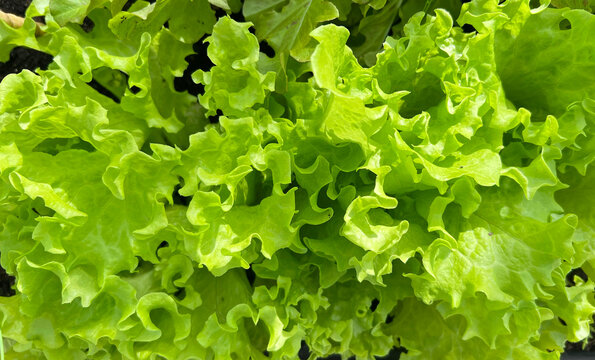 Bright close-up of curly green lettuce leaves - lolo blonda in a garden bed. Fresh leafy vegetable crop for healthy food, farming, and organic produce concepts.
