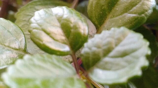 Beautiful Hemigraphis alternata plant with dark purple leaves
