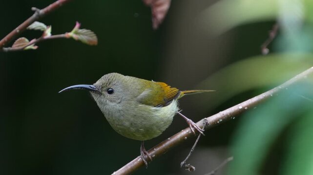 Close up of a small olive green bird with a long curved beak perched calmly on a thin tree branch against a soft blurred natural background.