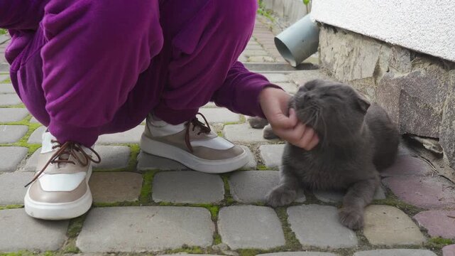 Close up of hand petting  Scottish Fold cat, Love for animals, moment of tenderness and care for pet