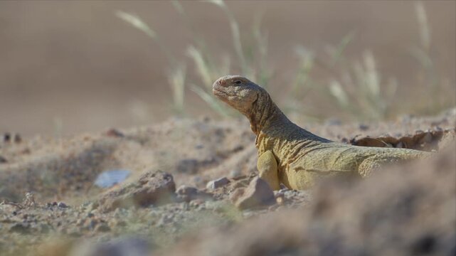 A close-up profile of a spiny tailed lizard near its burrow entrance, with soft golden light highlighting the texture of its scales.
