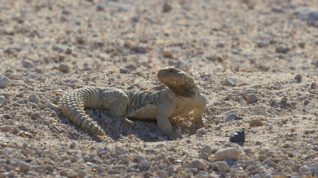A spiny tailed lizard lies low and alert on gravelly desert ground, flattened against the terrain in a watchful, motionless posture.