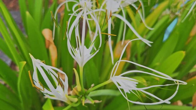Camera orbiting around blooming beach spider lily flowers highlighting delicate white petals and lush green foliage in a tropical garden under natural daylight ambiance