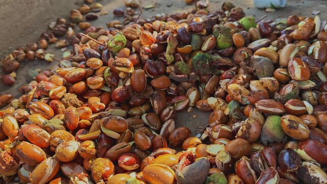 Split mahua seeds are spread out before sun drying as part of a traditional oil extraction process showcasing rural agriculture natural resources and indigenous practices