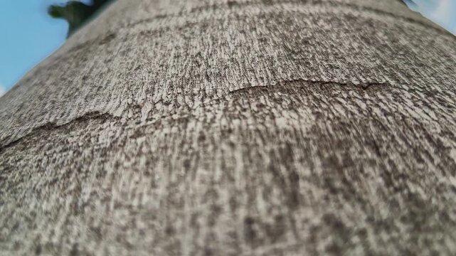 Slow tracking shot moving upward along a palm tree trunk highlighting natural bark texture patterns and vertical detail beneath a tropical canopy and blue sky