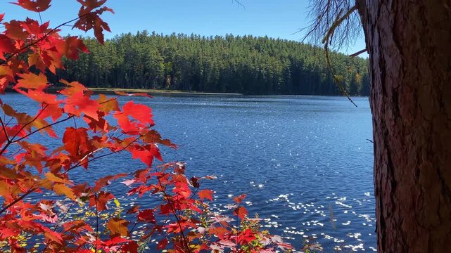 Red maple leaves and a pine trunk naturally frame sparkling blue water and conifer-covered hills during peak fall colors at Achray in the Algonquin Park region of Ontario.