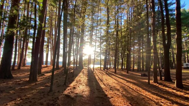 Dramatic golden hour time lapse showing sunlight fading behind tall trees as shifting shadows sweep across the forest at Achray in the Algonquin Park region of Ontario.