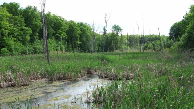A swampy wetland area with tall green reeds, dead trees, and dense forest in the background under a bright sky