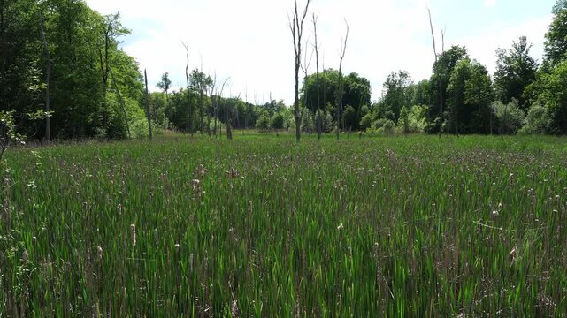 A wide, low-angle view of a dense field of cattails and reeds, bordered by a forest and scattered dead trees under a bright sky